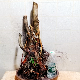 野外栽生一棵一图下映山红提根老桩盆景树L矮霸造型室内开花绿植