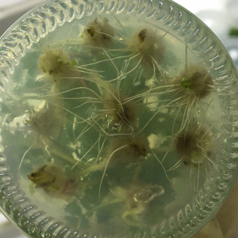 组培草莓苗隋珠香野,红颜,真红C美玲阳台庭院四季种植当年结果