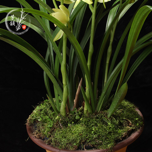 兰花苗建兰素花荷瓣名品 洛阳素荷 浓香盆栽植物室内W四季好养花