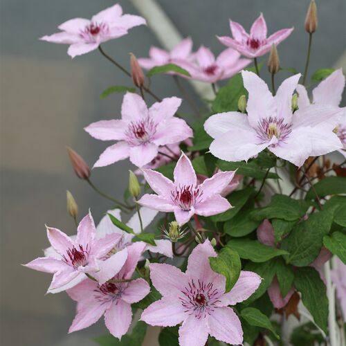 优藤铁线莲晚花大苗爬藤盆栽庭院阳台耐寒新手对版地栽多年生里昂