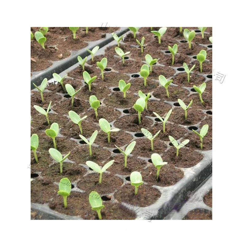 菜花卉苗种植台蔬式不锈机钢穴盘育苗育气吸式农用穴盘播无品牌/