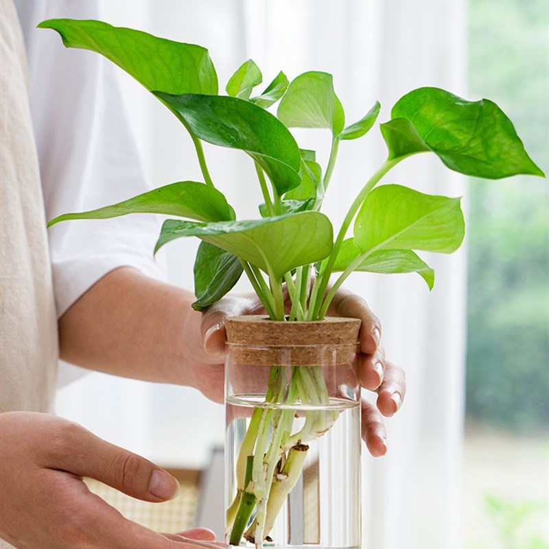 室内水培植物盆栽花卉绿萝九里香罗汉松竹柏办公桌面水养绿植盆栽