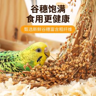 鹦鹉谷穗带壳黄谷子虎皮牡丹玄凤小米穗仓鼠零食谷穗子鸟饲料粮食