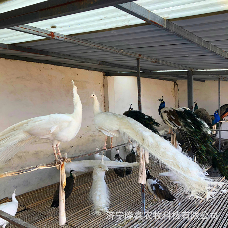 观赏白孔雀苗成年养殖场直售
