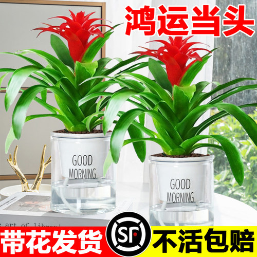 速发鸿运当头带栽盆花水培客物花卉红掌白掌室内植厅绿植好养四季