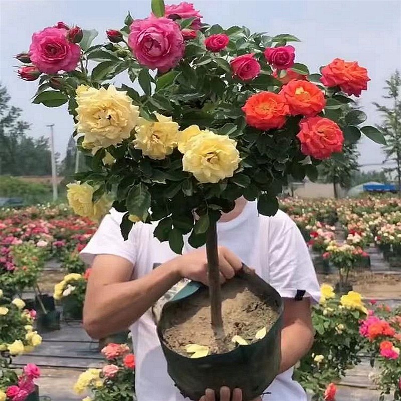 树桩月季棒棒糖欧k月特大花浓香玫瑰盆栽花苗阳台庭院耐寒四季开
