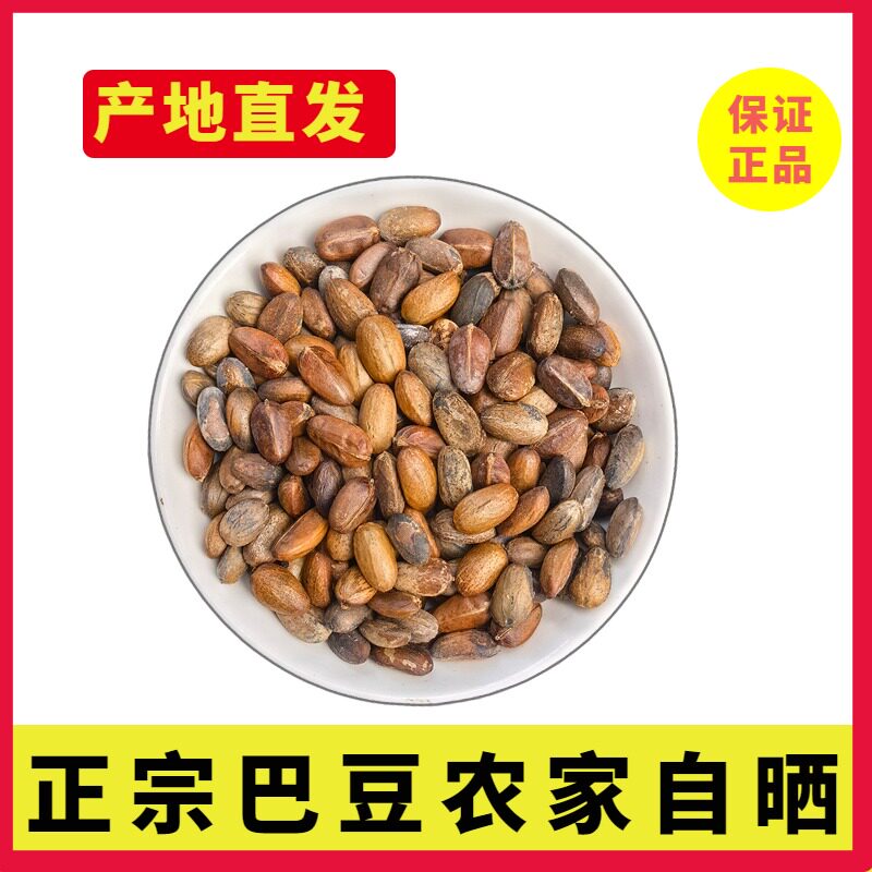 正宗巴豆四川新生八百力芒子大戟科去壳可药用巴豆散装豆仁原材料