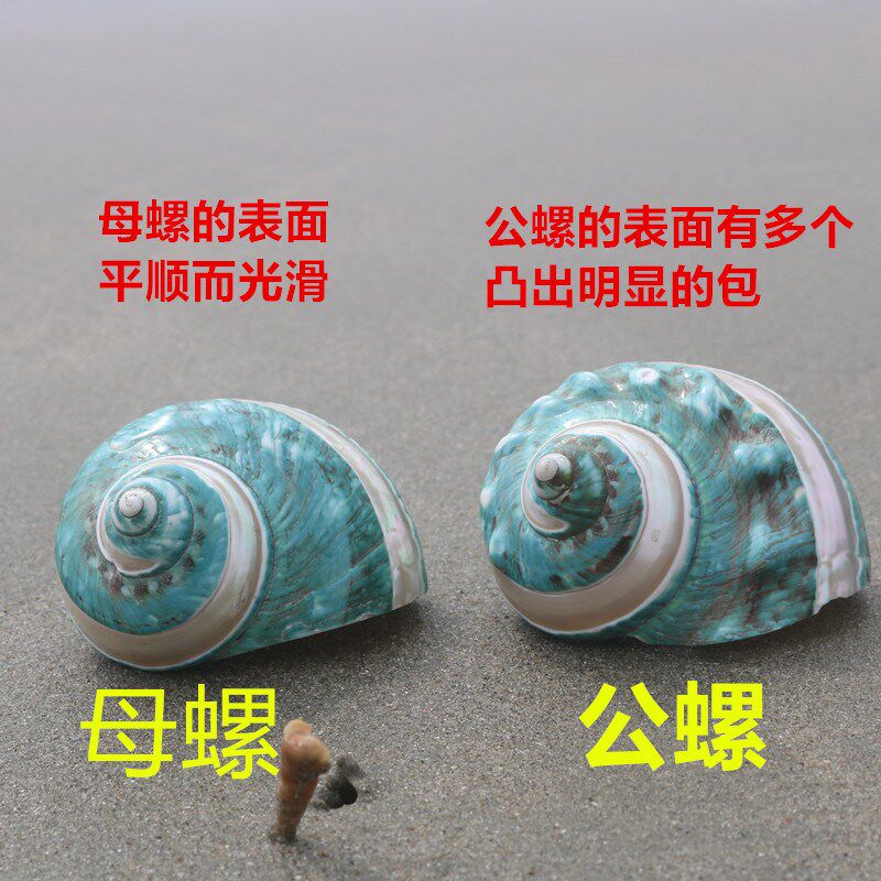 速发速发【】贝寄大可螺绿嵘螺贝壳天海螺壳珊瑚壳居蟹壳海批