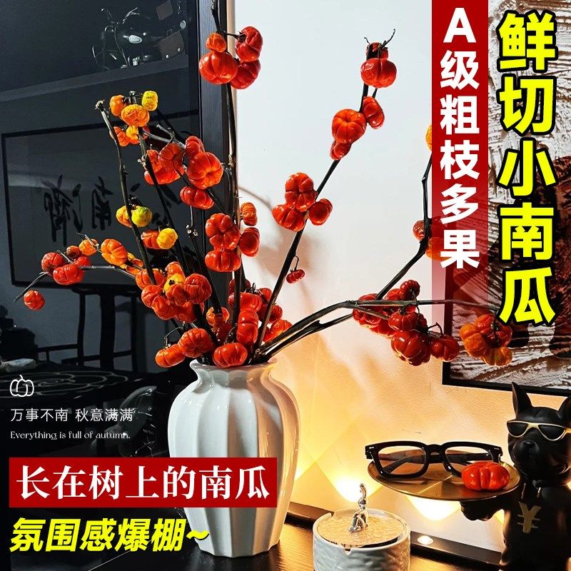 速发小南干观赏云南插花束室内水培瓜花果代五鲜切枝好养植物