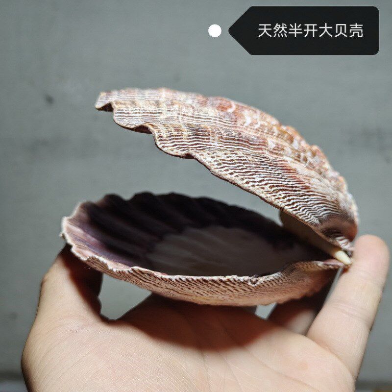 速发速发大贝壳扇螺半开狮爪贝大海贝夏威夷贝创意首饰盒可开合