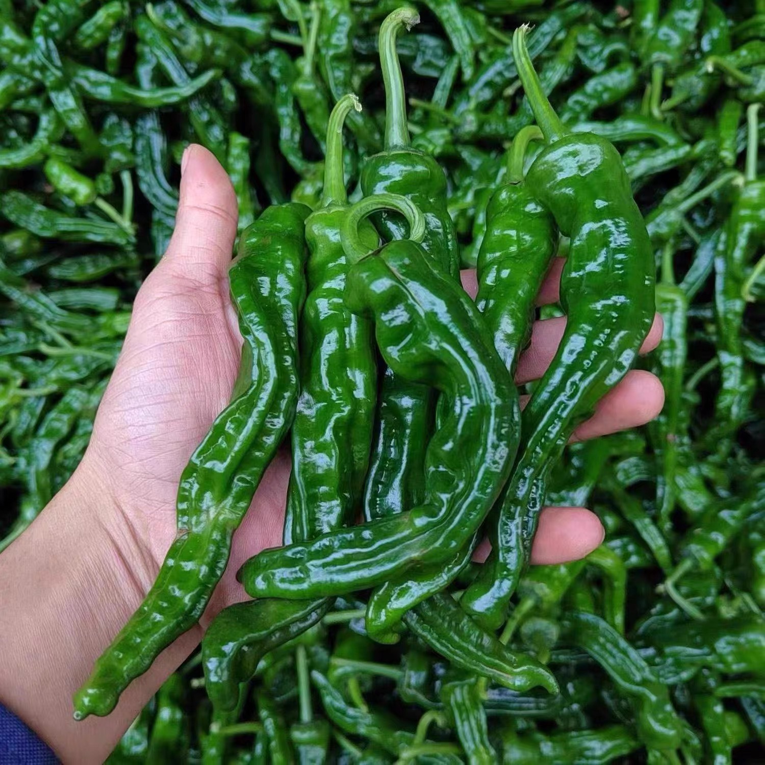 【特辣】能吃辣的可以放心拍！