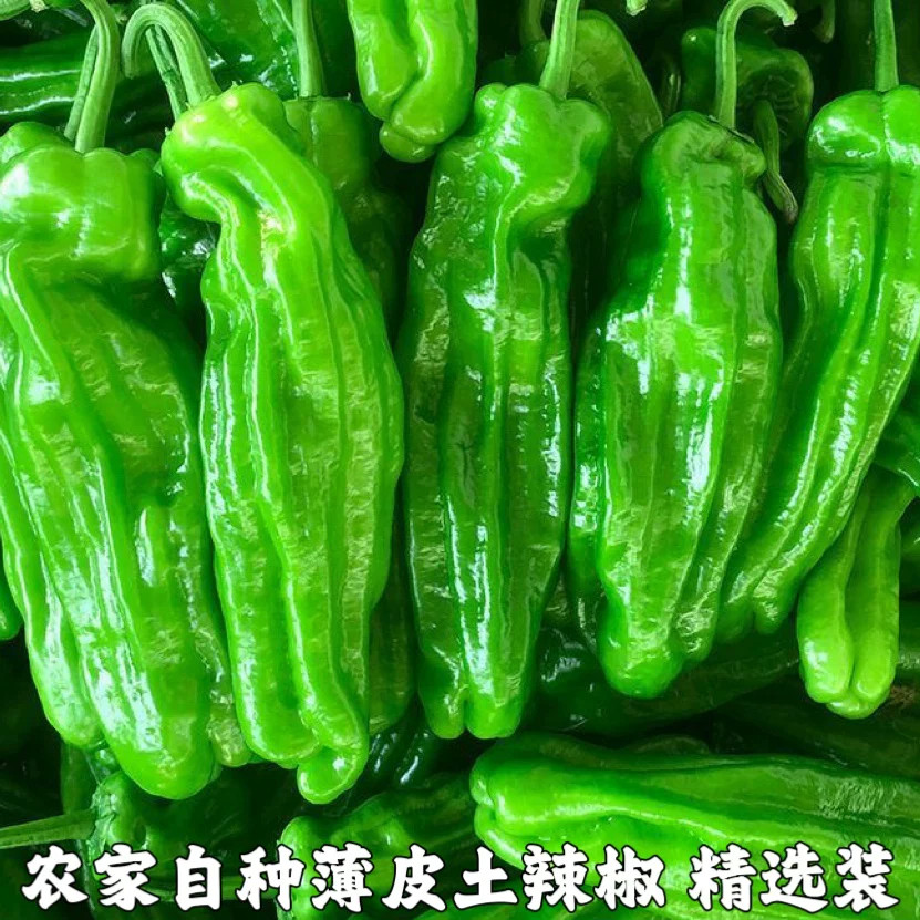 薄皮青椒新鲜辣椒虎微辣皮尖椒农家自种现摘精品5斤批发包邮蔬菜