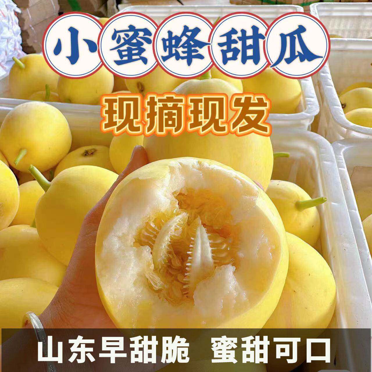 2026山东头茬新鲜小蜜罐甜瓜包甜
