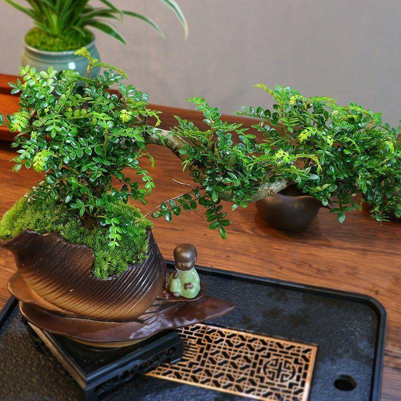 bky意境式-植悬崖清香木盆景99新面中室内好养桌摆件绿花卉盆栽鲜