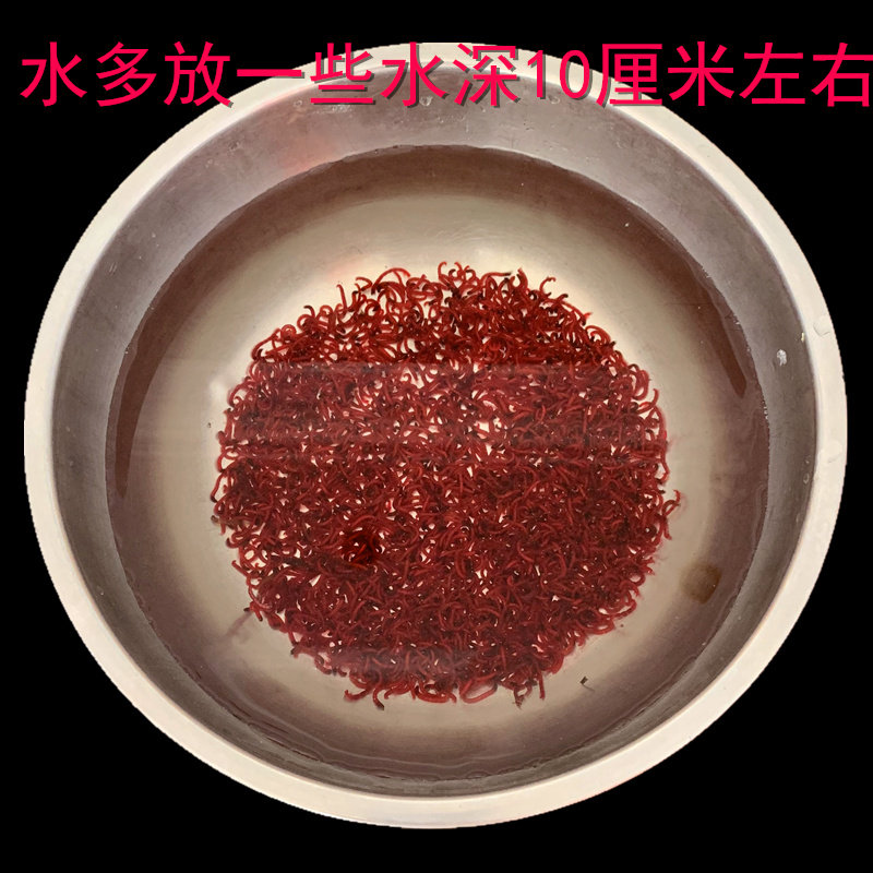 天津红虫鲜活钓鱼拉饵喂鱼鲫黑头特大号公红虫母红虫活饵