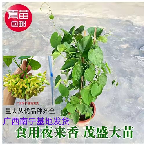 食用夜香花苗藤本千里香苗攀岩