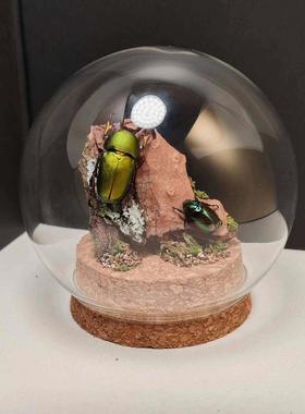 印尼鲜艳金锹长牙标本飞行的宝石小众收藏礼物真昆虫艺术玻璃罩摆