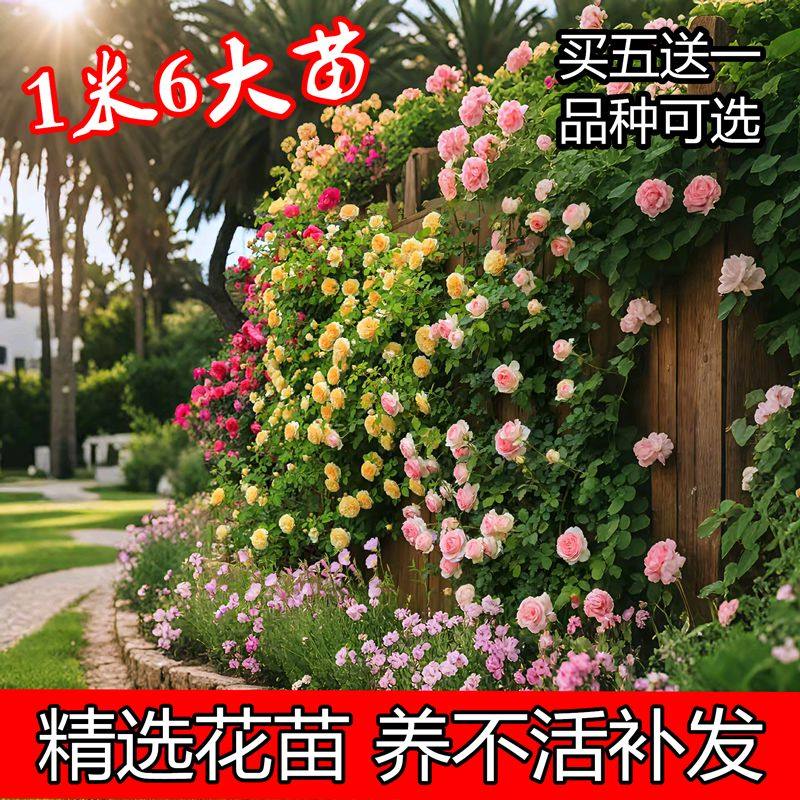蔷薇月季花大苗爬藤月季浓香大花藤本多季节玫瑰庭院耐寒爬墙植物