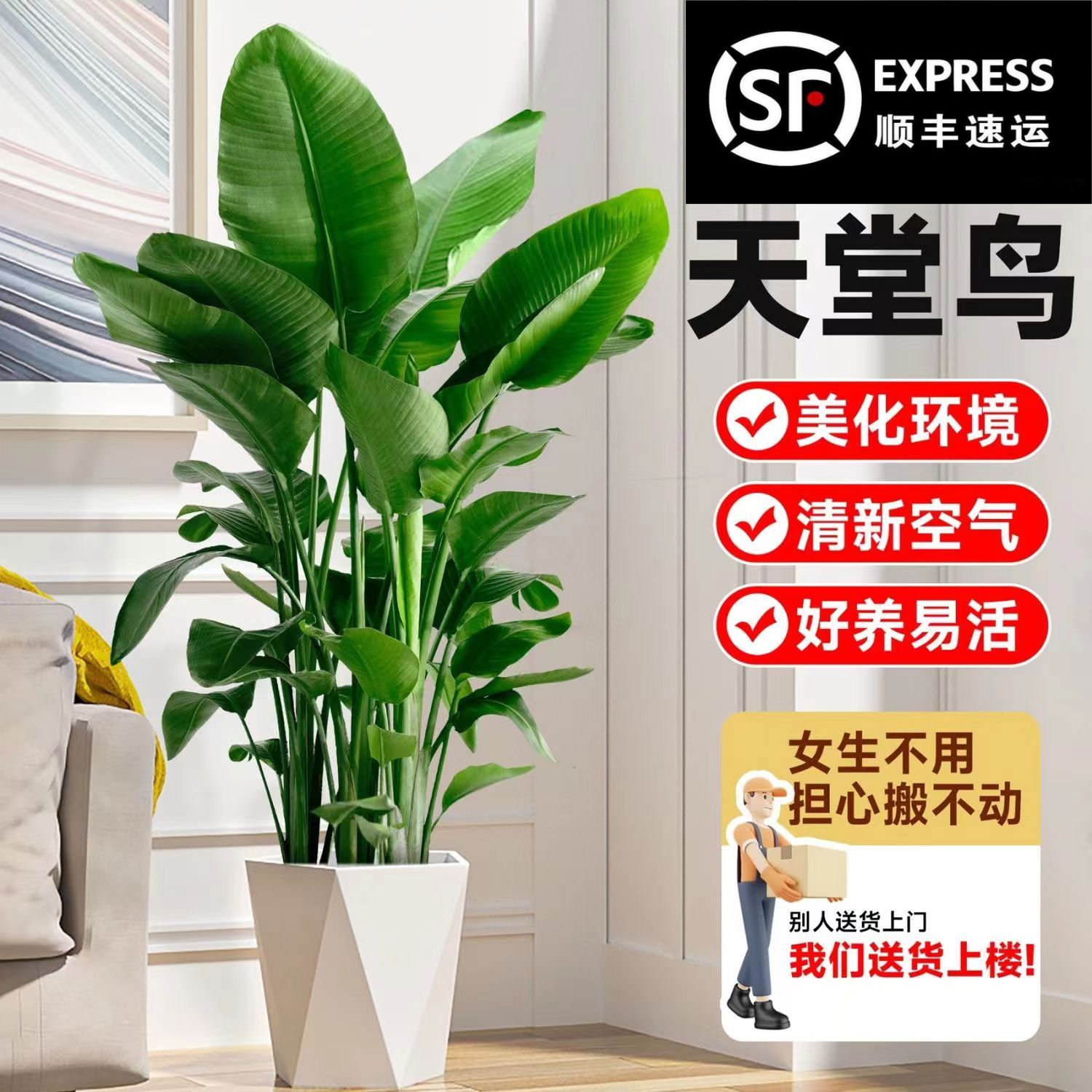 1.1米-1.2米天堂鸟鹤望兰盆栽绿植客厅办公室内好养活花卉除