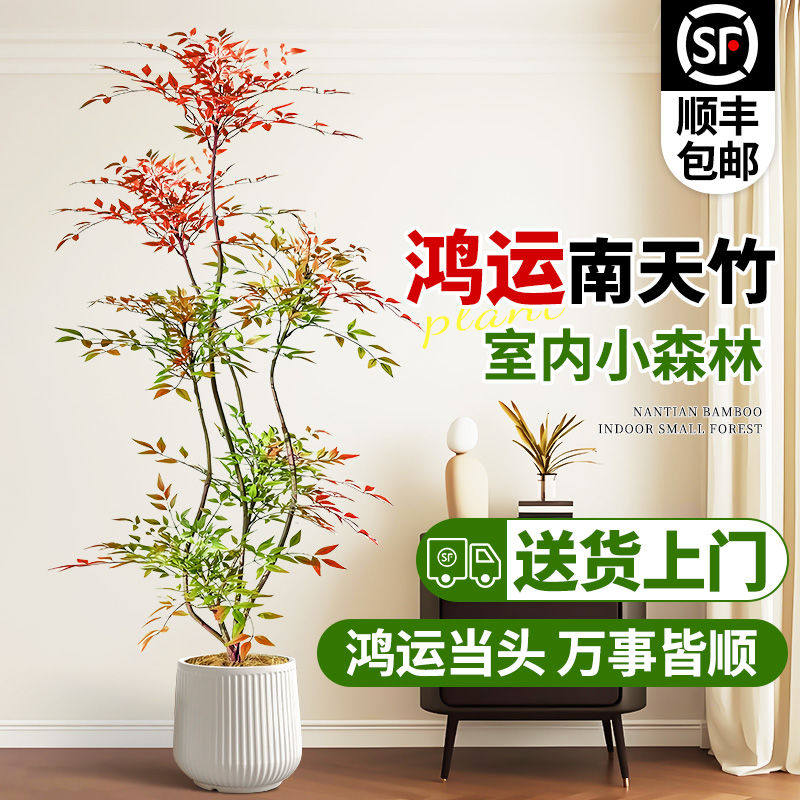 造型南天竹真树盆栽客厅大型绿植物办公室内火焰老桩旺宅四季常青