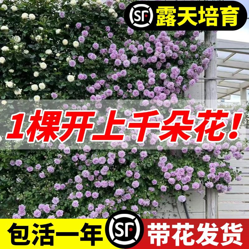 蓝色阴雨蔷薇花苗爬藤月季四季开花大苗庭院爬藤植物藤本月季玫瑰