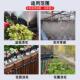 自动浇水器浇花神器花园庭院定时喷灌喷淋系统滴水灌溉太阳能套装