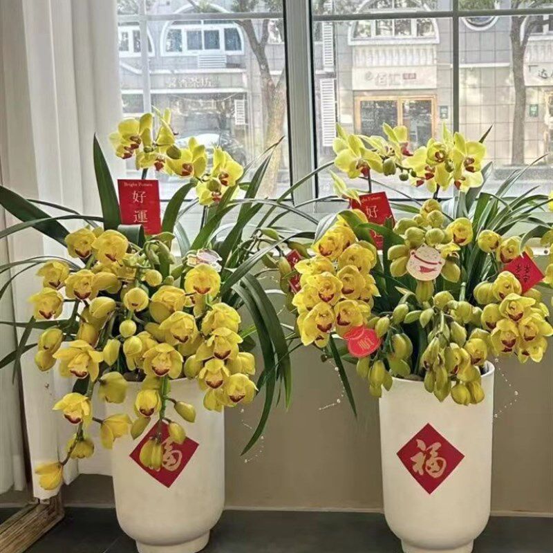 大花蕙兰带花苞室内盆栽年x宵鲜花花卉客厅送礼佳品带盆载好