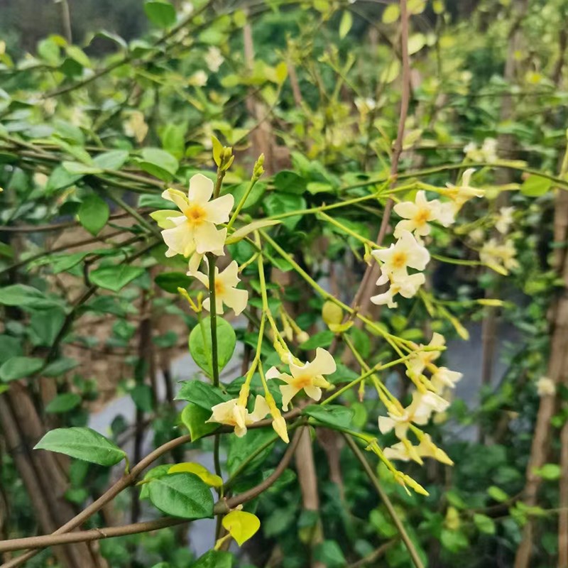 风车茉莉爬藤植物腾蔓花卉络x石藤耐热耐寒四季常绿爬墙藤蔓植物