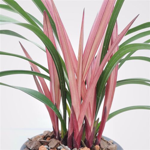 名贵兰花苗建兰四季兰红草红荷室内D外客厅阳台绿植花卉浓香好养