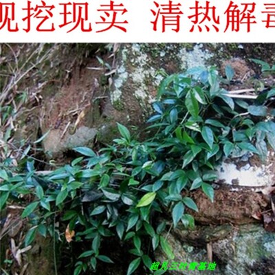 浙江紫藤三叶青种苗 三q叶青苗 带根苗带葫芦苗 金线吊葫芦苗植物