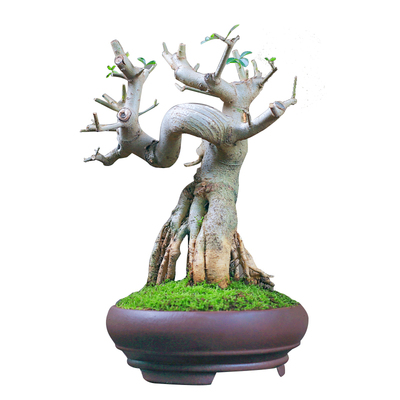 对节白蜡矮霸老桩一物一拍坨坨桩造型G盆景桌面绿植庭院阳台盆栽