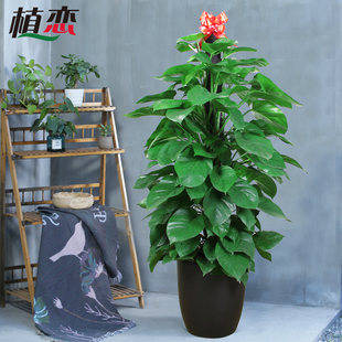 大叶绿萝柱室内大型n盆栽绿色植物净化空气去除甲醛 杭州宁波绍兴