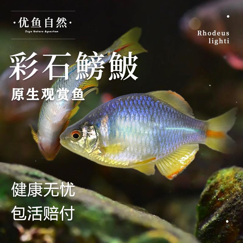彩石鳑鲏鱼高体鳑鲏条纹小鲃鱼原生态冷水观赏鱼群游不加温淡水鱼