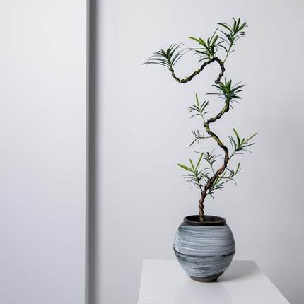 中古侘寂风游龙造型罗汉松植物茶室内装饰盆栽新中式客厅桌面绿植