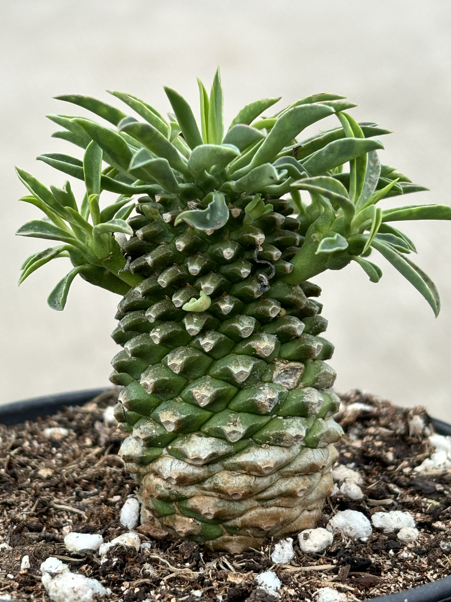 进口多肉铁甲麒麟 菠萝头 多肉植物一物一拍块根 绿植花卉组合