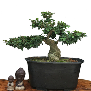 原生小叶榆树榔榆老桩盆景露根疙瘩提根盘根O矮霸附石景观盆栽植