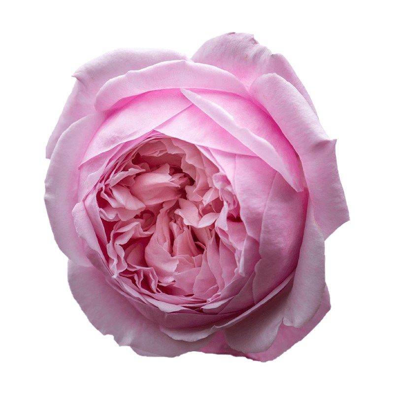 雷叔的花b园自由精神月季花苗藤本月季庭院爬藤多头月季植物盆栽,鲜花速递/花卉仿真/绿植园艺,月季/蔷薇/玫瑰,淘宝优惠券,粉丝福利购,淘宝优惠卷