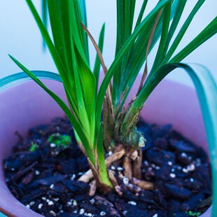 【大一品】兰花苗k蕙兰名贵盆栽花卉植物室内兰草国兰浓香不带花