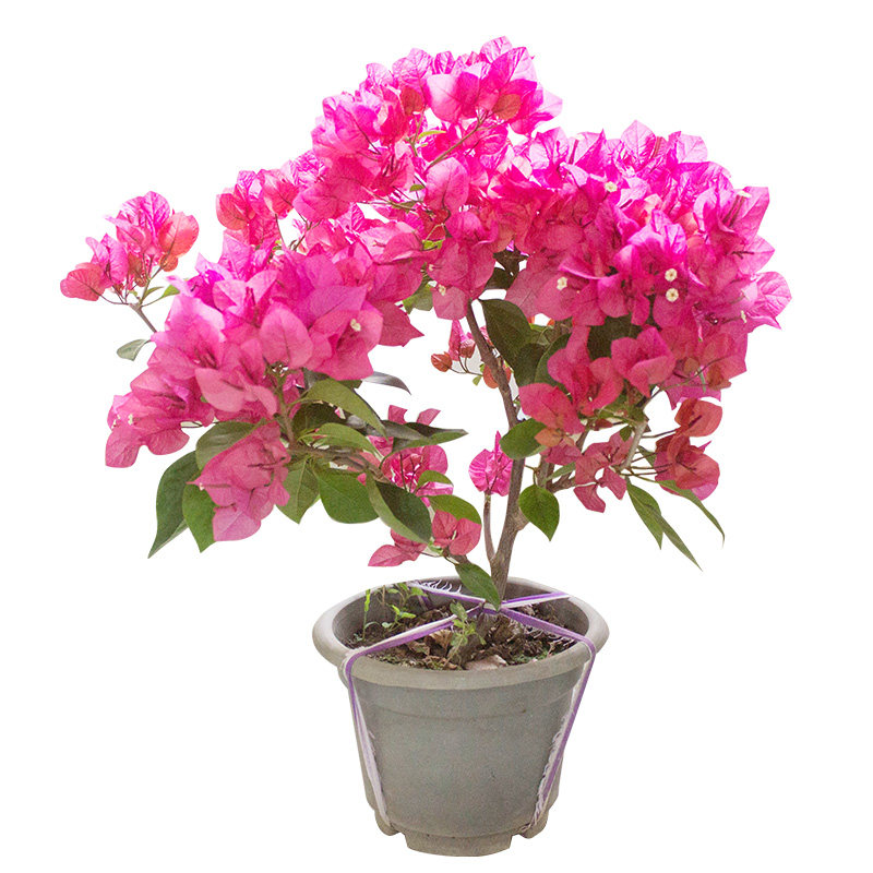 三角梅巴西重瓣室外爬藤绿樱多色带花卉盆栽盆Q景大苗四季老桩发,鲜花速递/花卉仿真/绿植园艺,时令草本花卉,淘宝优惠券,粉丝福利购,淘宝优惠卷