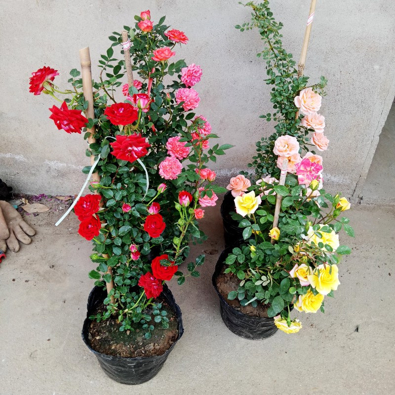 大花母系大游行爬藤月季爬藤蔷薇A欧月带花苞发货四季开花庭院别,鲜花速递/花卉仿真/绿植园艺,月季/蔷薇/玫瑰,淘宝优惠券,粉丝福利购,淘宝优惠卷