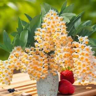 球花石斛兰春夏四l季常青室内阳台庭院盆栽观赏绿植物花卉寄生吊