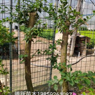 紫色高杆a三角梅本店满48元自动包邮