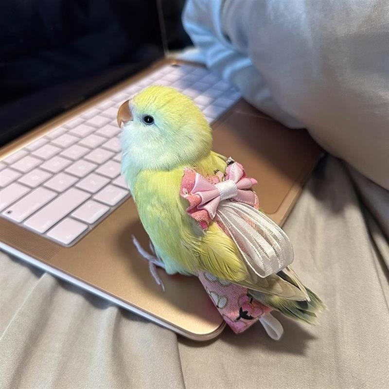 【官方旗舰】鹦鹉牵引绳尿不湿屎兜玄凤小太阳牡丹专用宠物飞行服