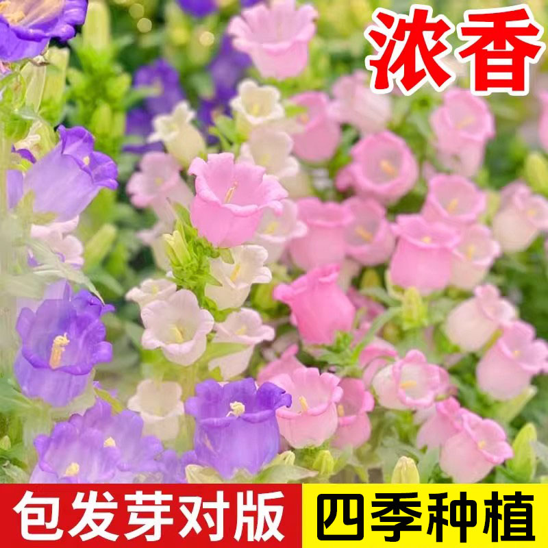 风铃草花种室外室内四季播种易活