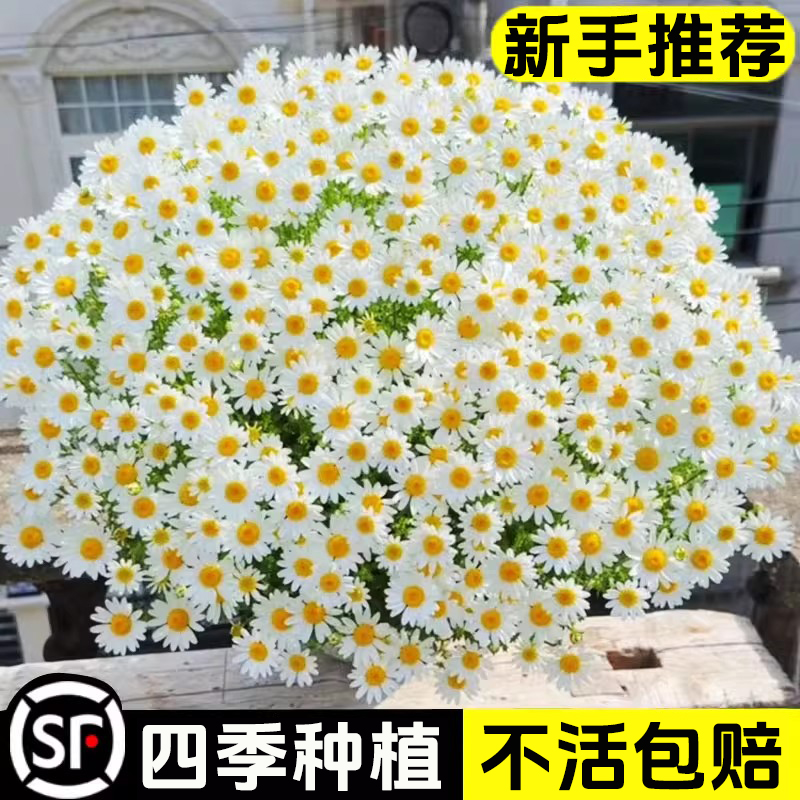 小雏菊花种子洋甘菊花种籽子室内外阳台花卉盆栽种植四季播种开花