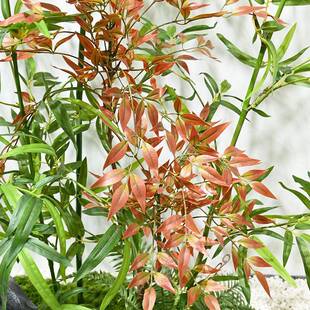 仿真物景SKT观落别墅楼梯下装绿饰入户室石内造景竹子假山头地摆