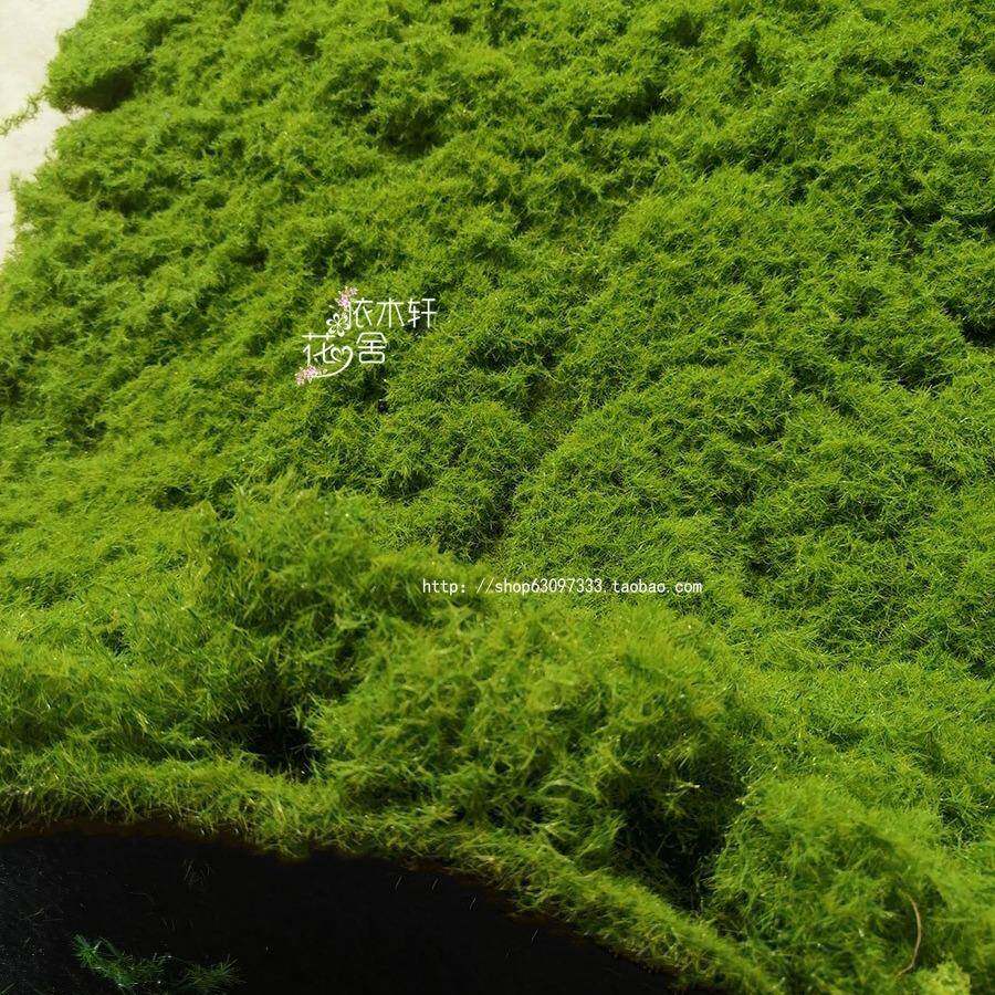 青苔加曲厚仿丝假苔藓绿色植物橱窗造景装真T2o12sLQ饰落地植绒草
