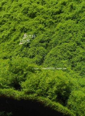 青苔加曲厚仿丝假苔藓绿色植物橱窗造景装真T2o12sLQ饰落地植绒草