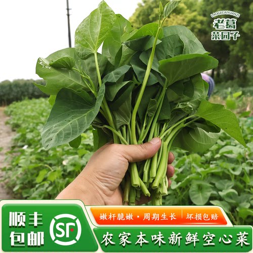 老葛菜园自种空心菜现采现发