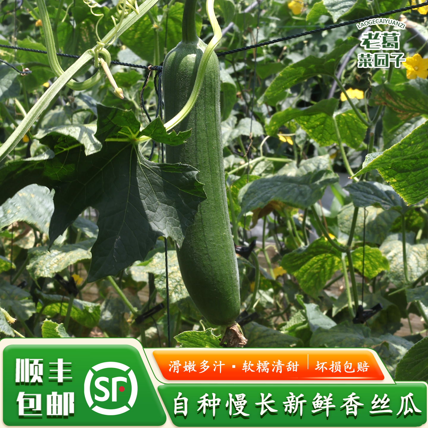 老葛菜园农自种蔬菜丝瓜肉丝瓜新鲜 现摘香丝瓜孕妇下奶顺丰包邮